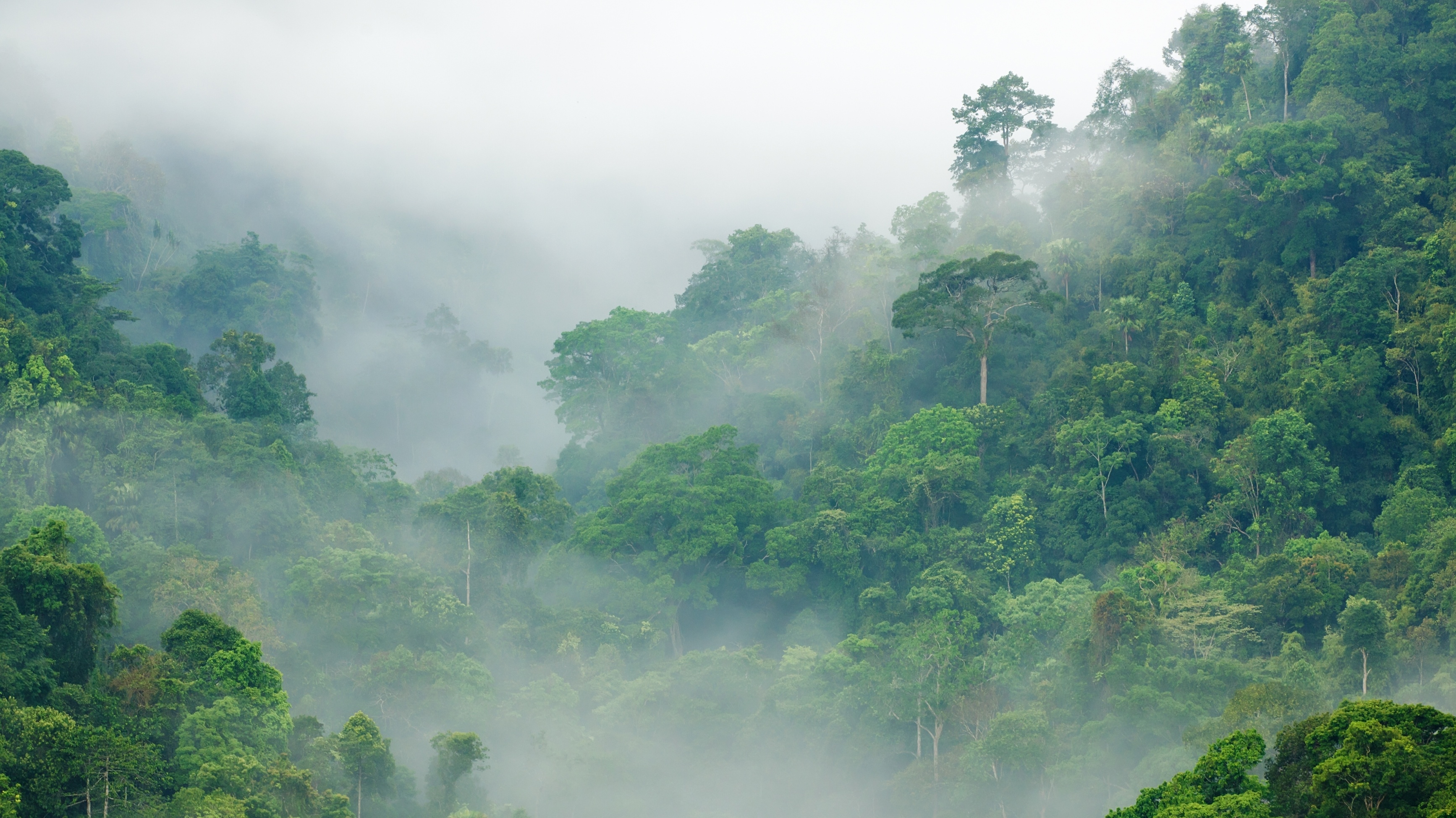 Coalition of Rainforest Nations